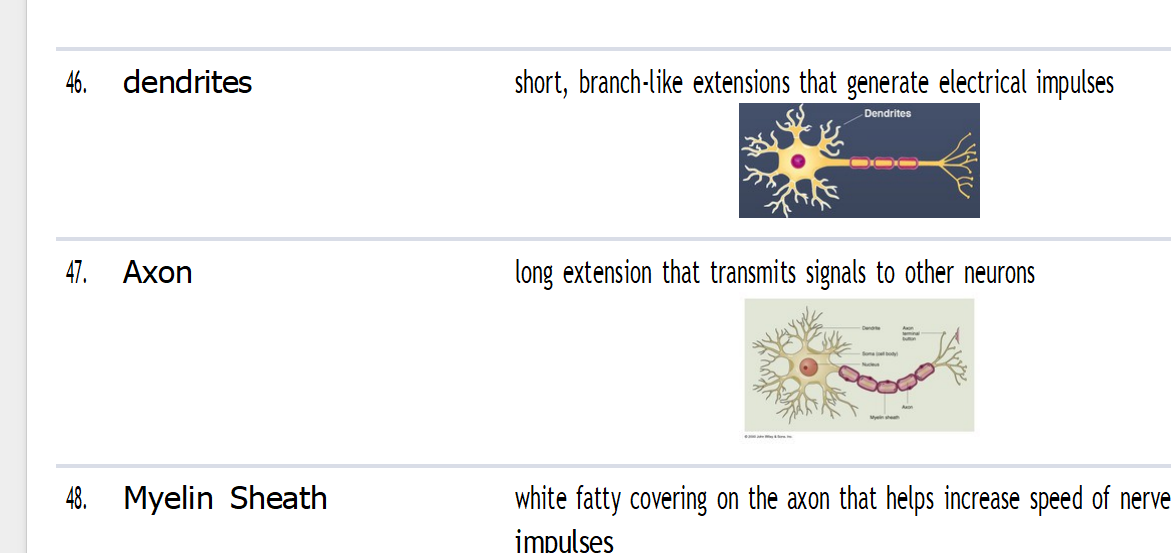 (Newly Updated) Nurse Cheung Anatomy- All Versions 10 Study Guide