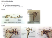 New:Radiologic Technology Mastery Positioning,Planes, and Anatomy Bundle