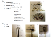 New:Radiologic Technology Mastery Positioning,Planes, and Anatomy Bundle