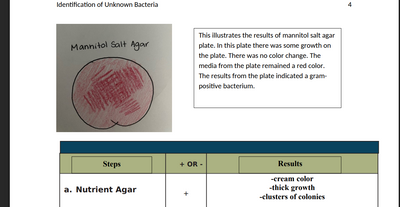 New: BIO-205L Lab Report 3: Identification of Unknown Bacteria